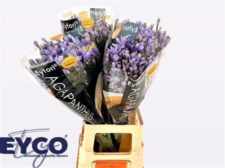 Agapanthus Eyfori Light Blue