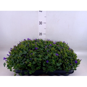 Campanula porten.