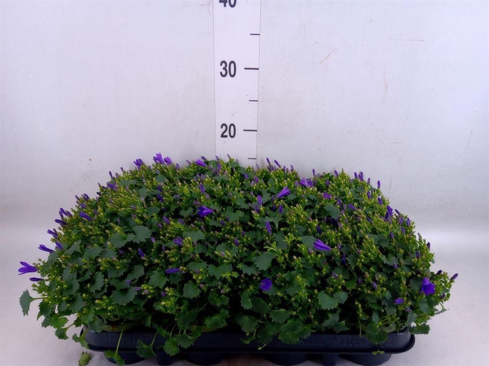 <h4>Campanula porten.</h4>