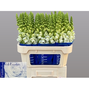 ANTIR ANTIBES WHITE#