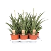 Sansevieria Cylindrica