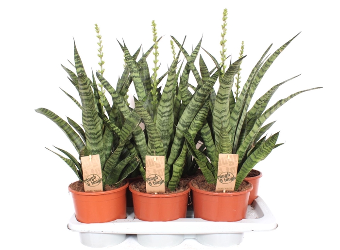 Sansevieria Cylindrica