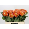 Dahlia Hapet Harmony