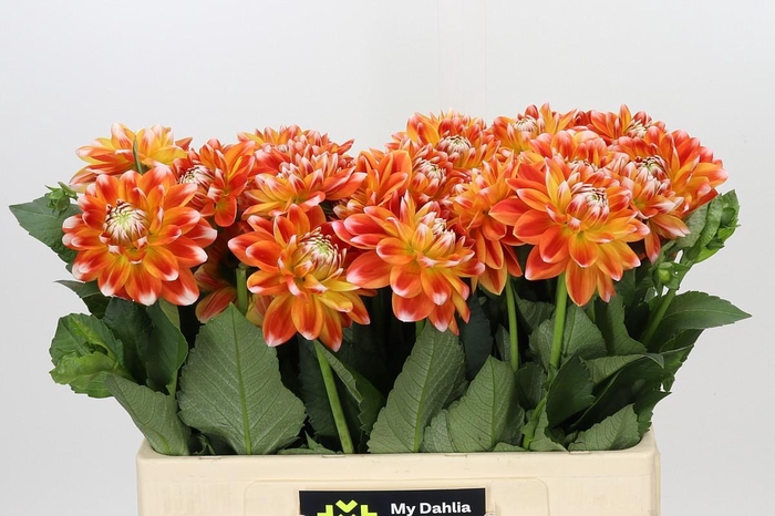 Dahlia Hapet Harmony