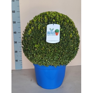 BUXU SEMPERVIRENS