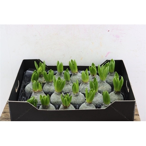 Wax Hyacinth Gl Olive Groen Metallic