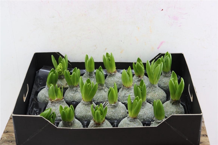 <h4>Wax Hyacinth Gl Olive Groen Metallic</h4>