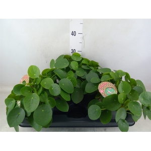 Pilea peperomioides