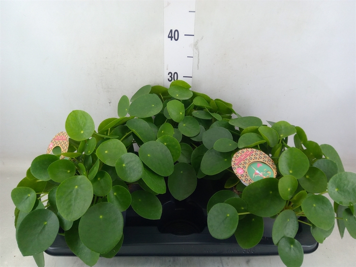 <h4>Pilea peperomioides</h4>