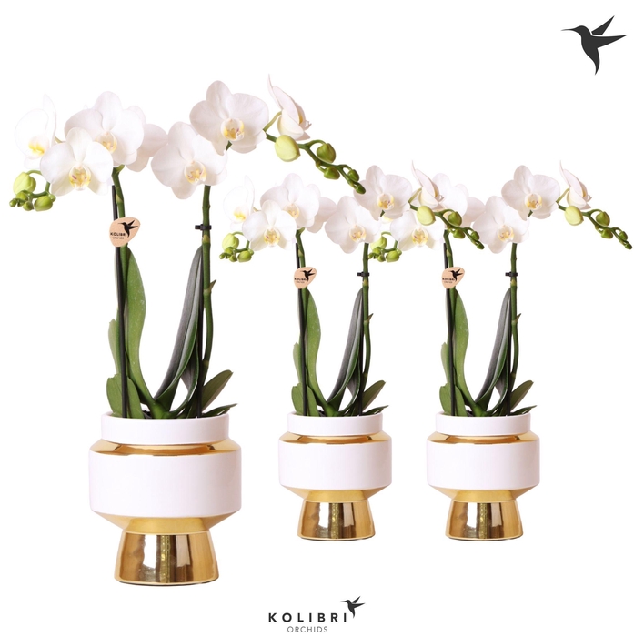 <h4>Kolibri Orchids Phalaenopsis white 2 spike in Le Chic pot gold</h4>