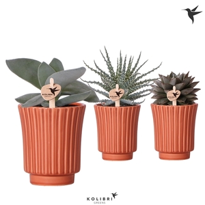 Kolibri Greens Succulenten mix in Retro pot terracotta