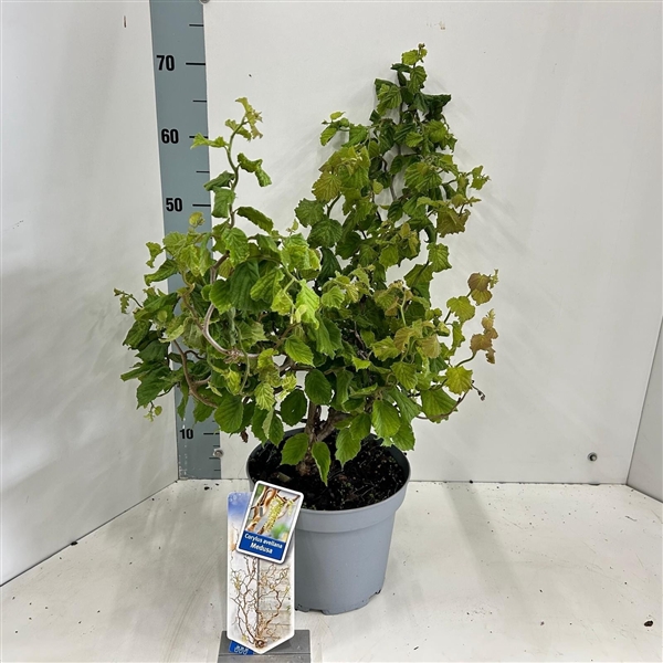 <h4>Corylus avellana Medusa ('JWW9' PBR)</h4>