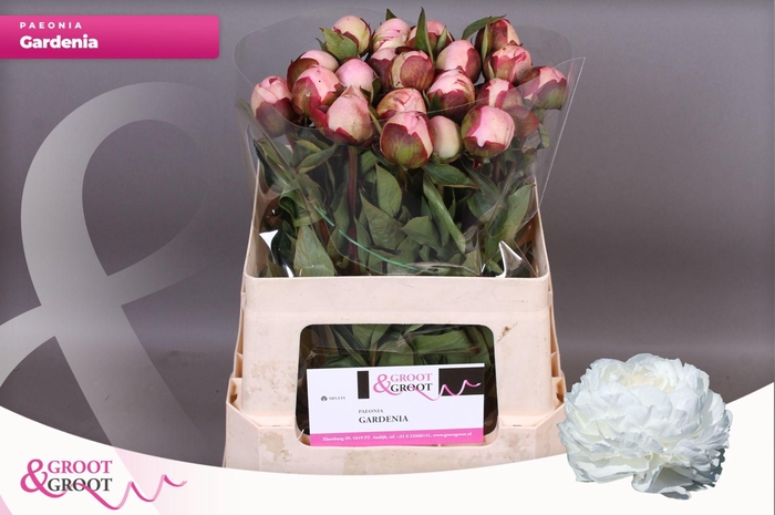 <h4>Paeonia Gardenia</h4>