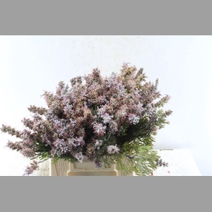 Kaaps Paranomus Dispersus