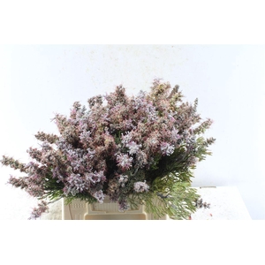 Kaaps Paranomus Dispersus