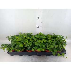 Hedera helix 'Wonder'