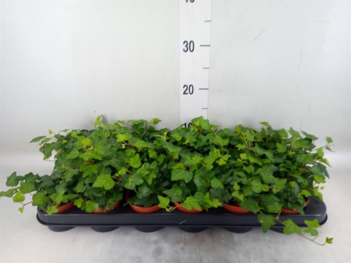 <h4>Hedera helix 'Wonder'</h4>