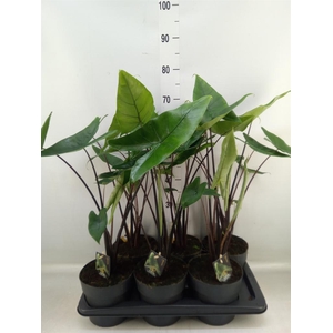Alocasia zebrina 'Black Zebrina'
