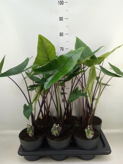 <h4>Alocasia zebrina 'Black Zebrina'</h4>