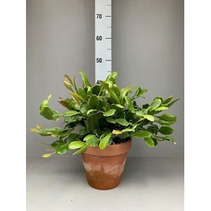Rhipsalis Crispata 'Amstel'