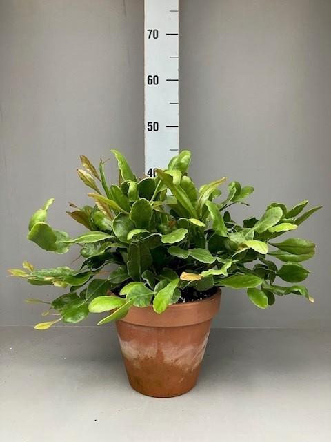 <h4>Rhipsalis Crispata 'Amstel'</h4>