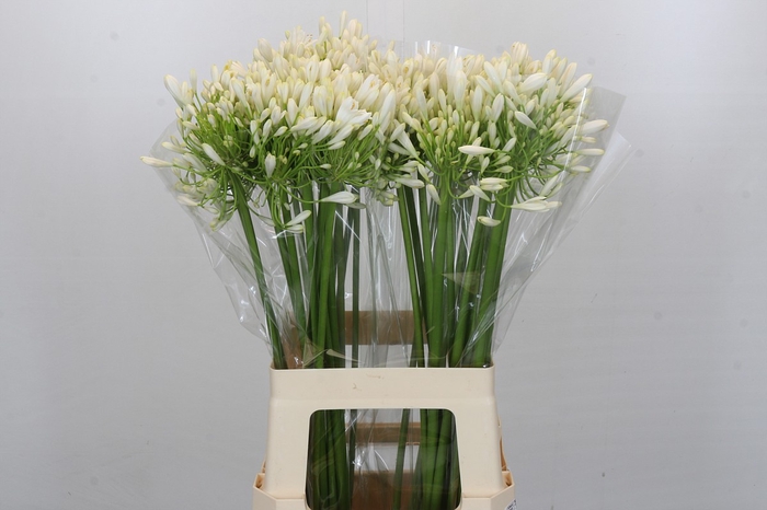 <h4>Agapanthus White Heaven</h4>