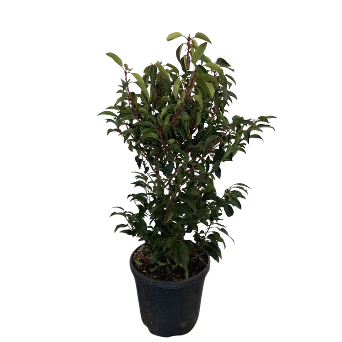 <h4>Prunus lusitanica</h4>