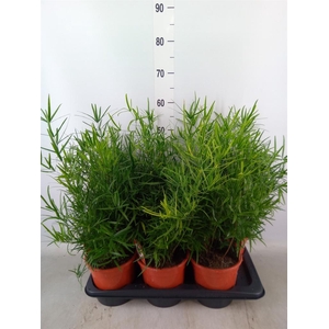 Asparagus falcatus