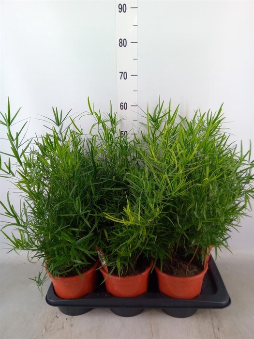 <h4>Asparagus falcatus</h4>