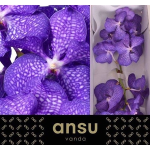 Vanda Kan Mag Blue