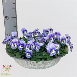 VIO CO EM MARINA stock