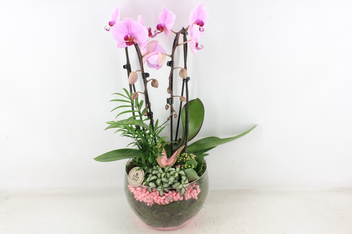 <h4>arr2 PL - Glas Henrik phal. roze steen</h4>