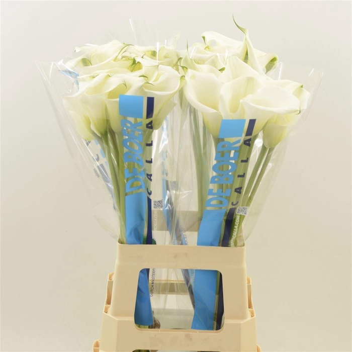 <h4>ZANT CAPT VENTURA</h4>