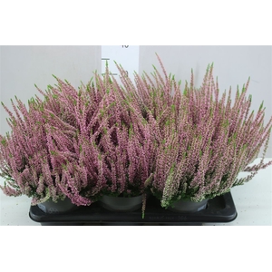 Calluna Beauty Lady Roze