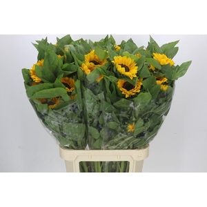 Helianthus Vincent's Choice