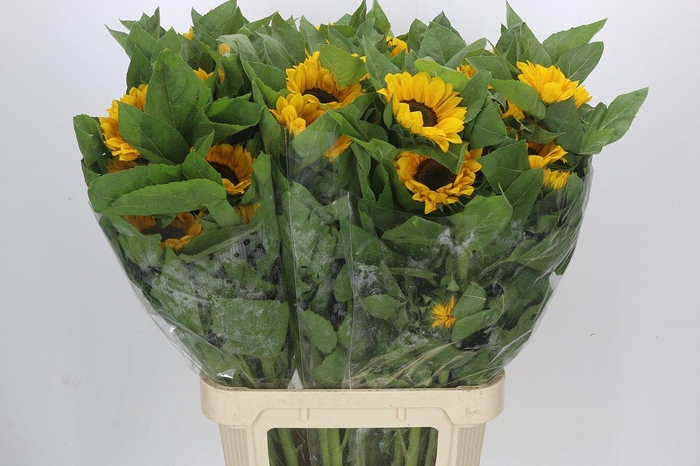 <h4>Helianthus Vincent's Choice</h4>