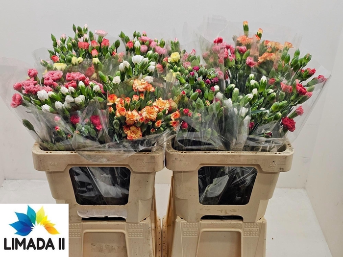 <h4>DI TR GEM IN FUST</h4>