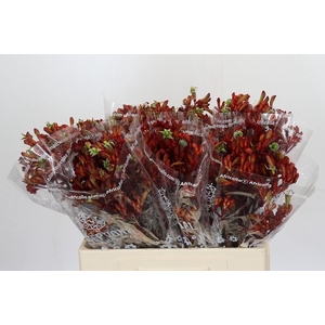 Anigozanthos Early Spring Indoor