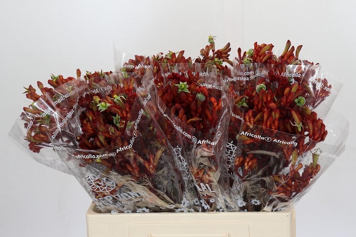 <h4>Anigozanthos Early Spring Indoor</h4>