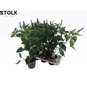 SALVIA NE OV