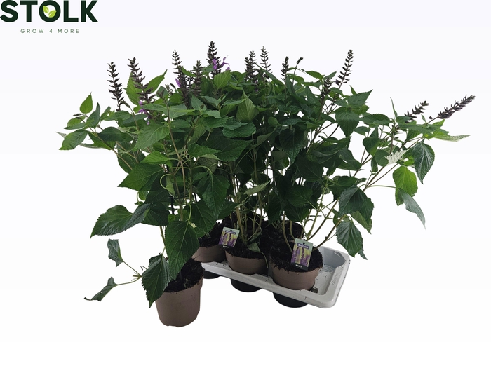 SALVIA NE OV