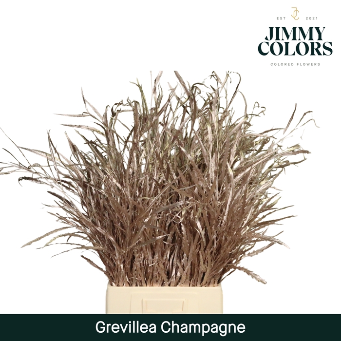 <h4>Grevillea (bunch) Champagne</h4>