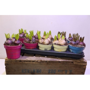 arr8 Hyacin Gem 3 Kl