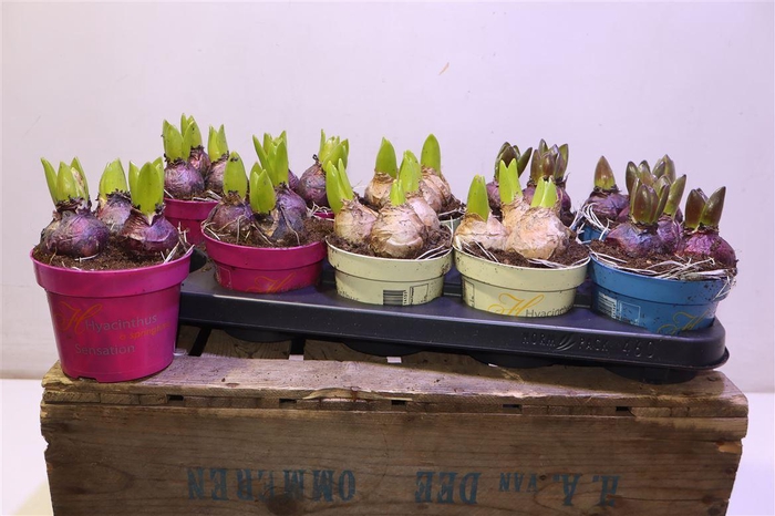 <h4>arr8 Hyacin Gem 3 Kl</h4>