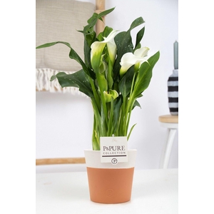 Zantedeschia white in P&PURE Terra Cotta 4 white