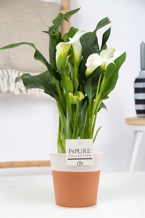 <h4>Zantedeschia white in P&PURE Terra Cotta 4 white</h4>