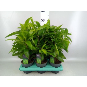 Dracaena surculosa