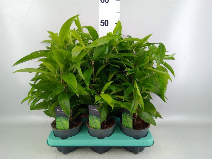 <h4>Dracaena surculosa</h4>
