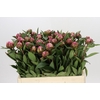Paeonia Dr A Fleming