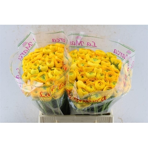 Ran Kloon Prima Omega